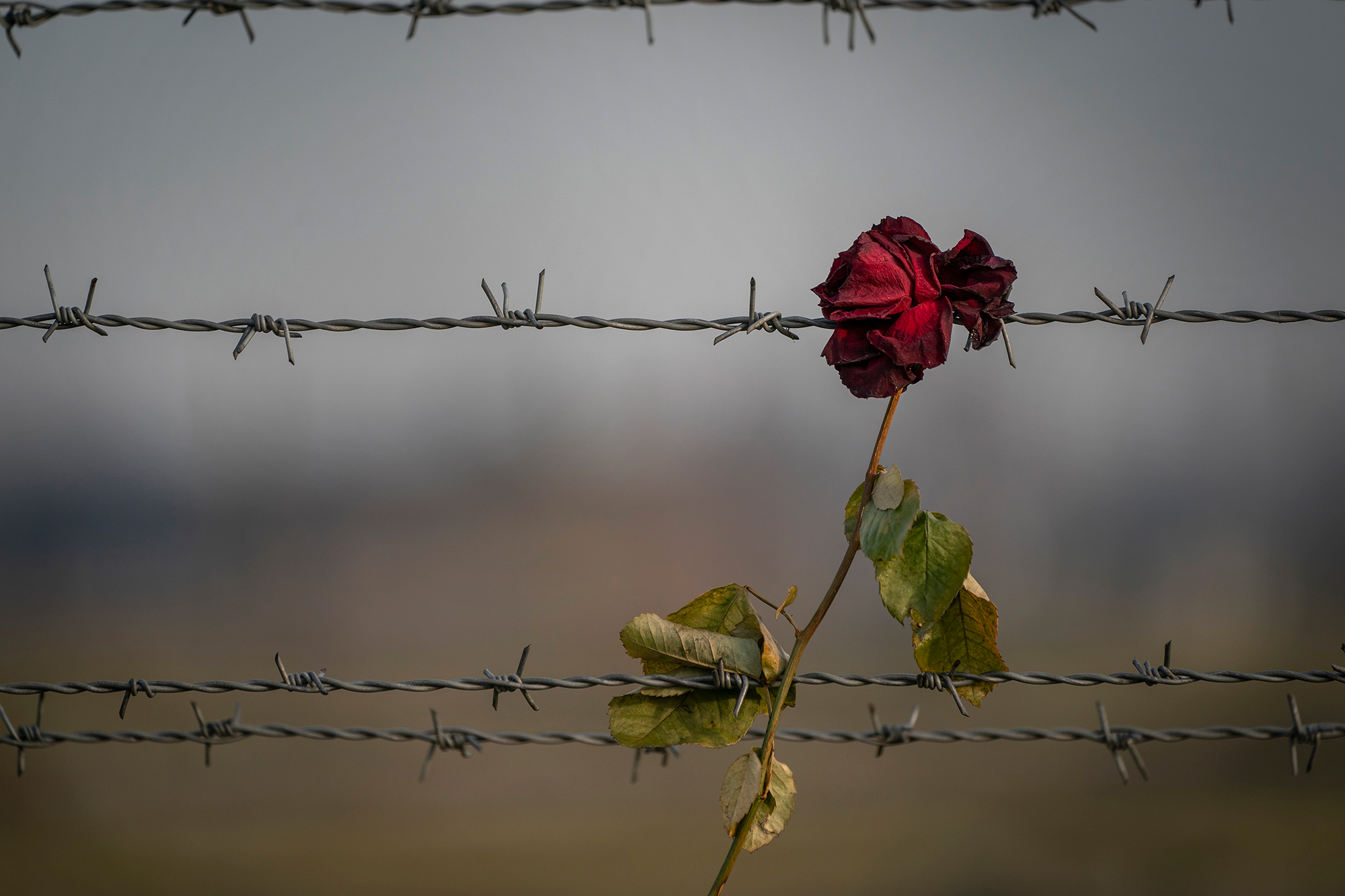 holocaust memorial day - photo #39