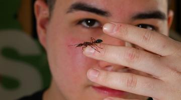 Cesar Wang with Australian bulldog ant walking on his hand