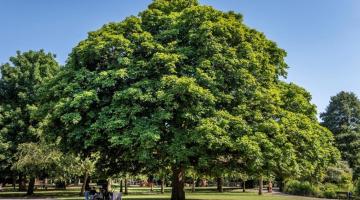 Horse Chestnut Aesculus Hippocastranum in the north of Ravenscourt Park