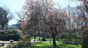Blossom tree in Hammersmith Park
