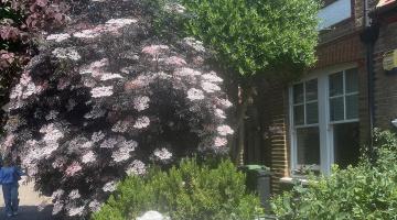 W6 front garden in bloom