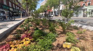 Rain gardens in King Street, Hammersmith