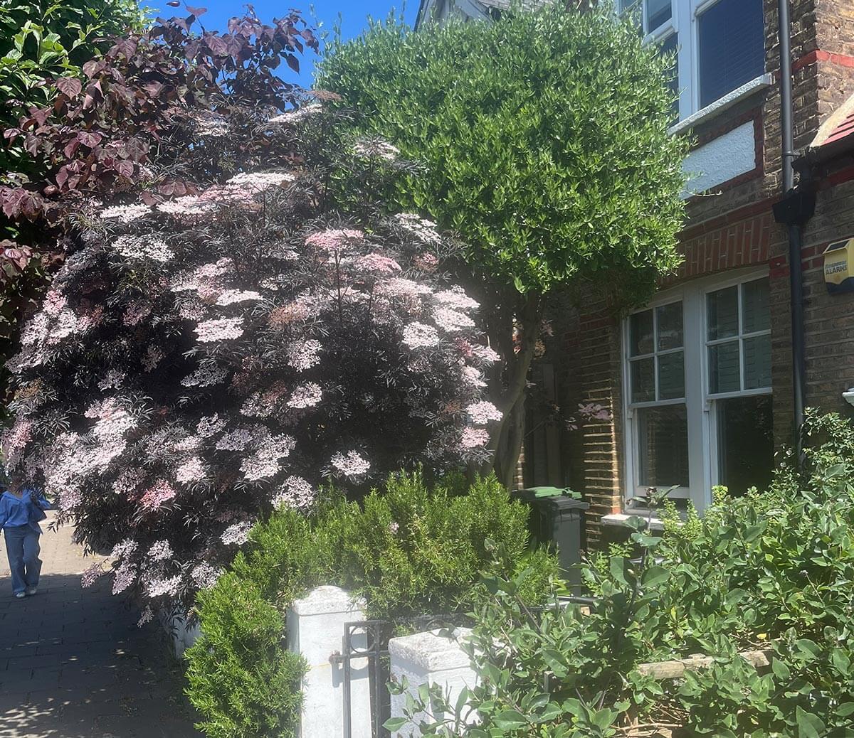W6 front garden in bloom