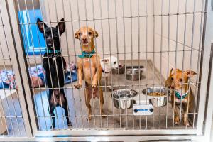 Dogs at a boarding establishment