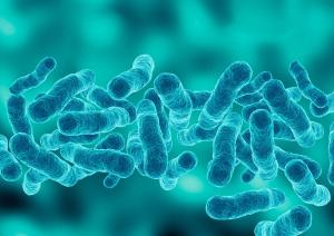 Legionella bacterium
