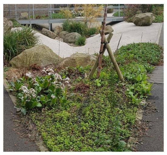 A sustainable drainage scheme on the Queen Caroline Estate.