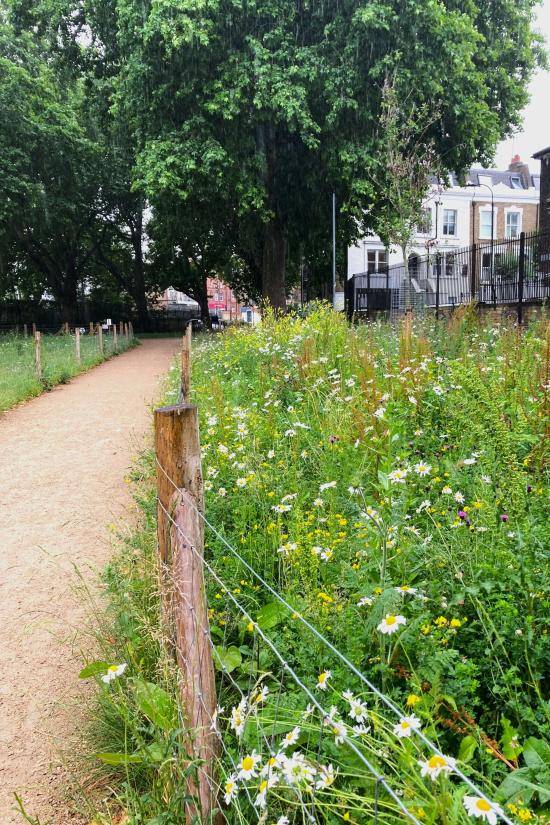 New Eelbrook Common wildflower meadows in full bloom