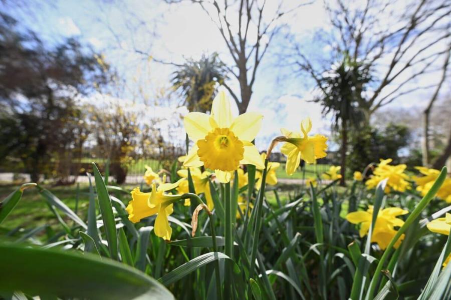 Spring flowers