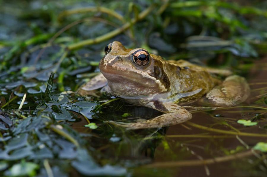 Common Frog