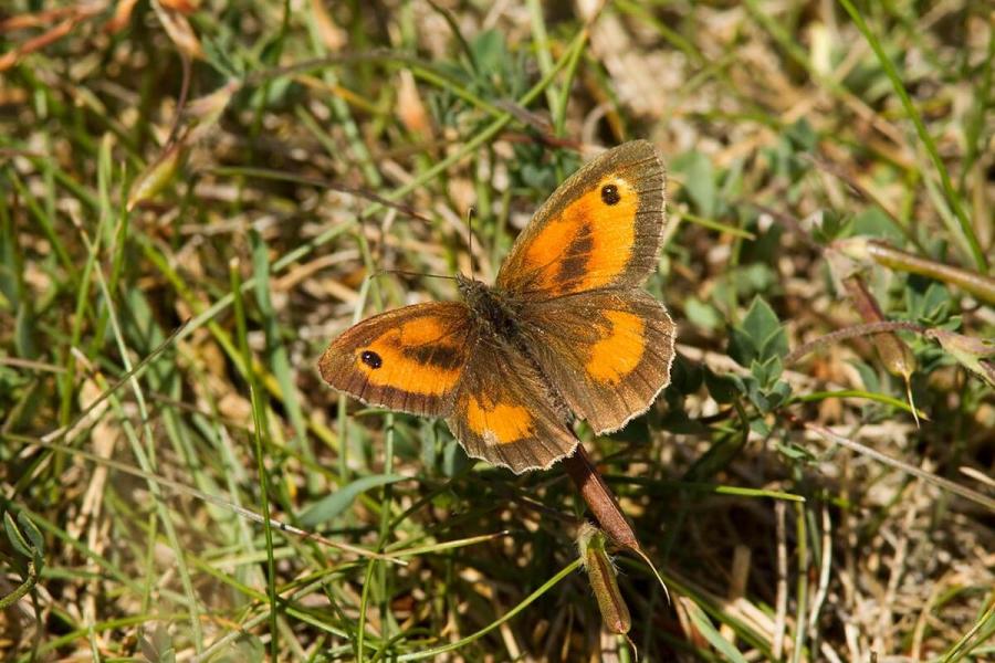 Gatekeeper butterfly