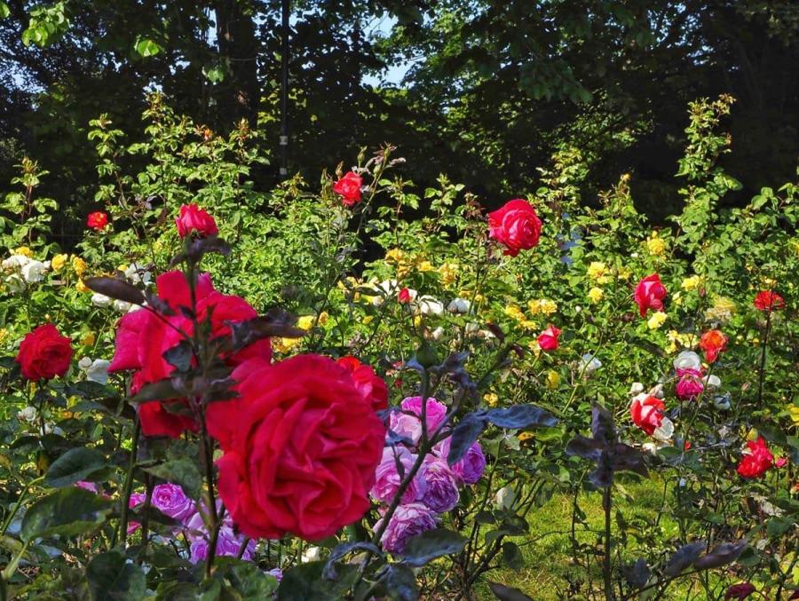 Bishops Park rose garden in bloom