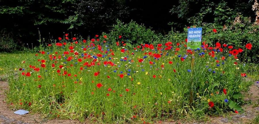 Bishops Park wildflower patch during No Mow May