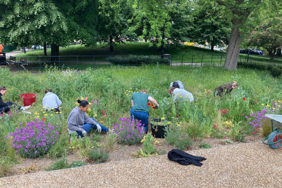 Volunteers gardening at Frank Banfield Park in Hammersmith