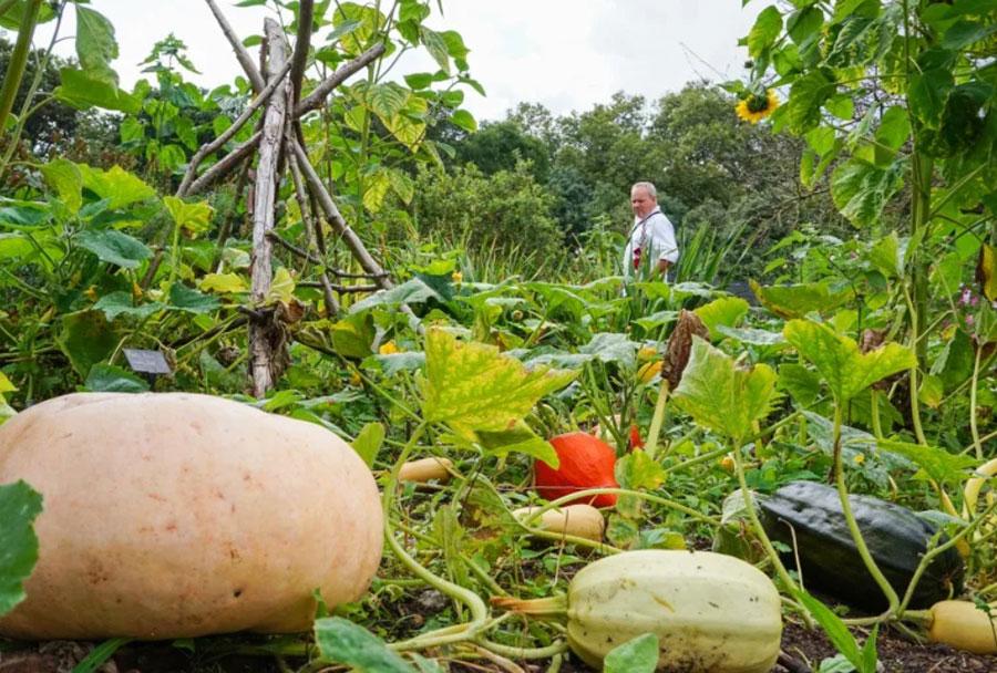 Giant vegetables in Fulham Palace's gardens