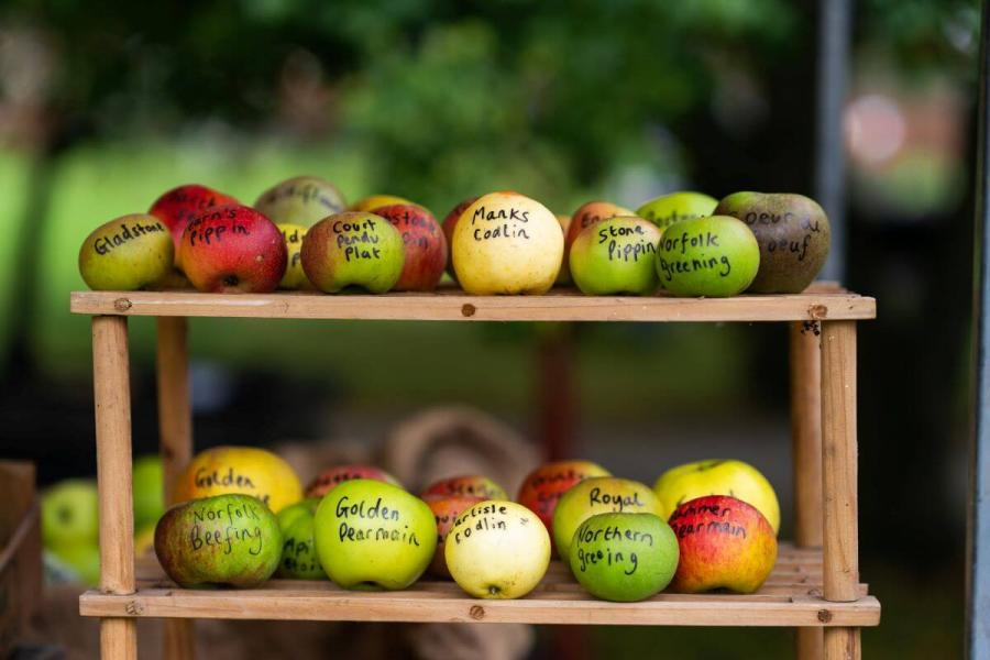 Apple display