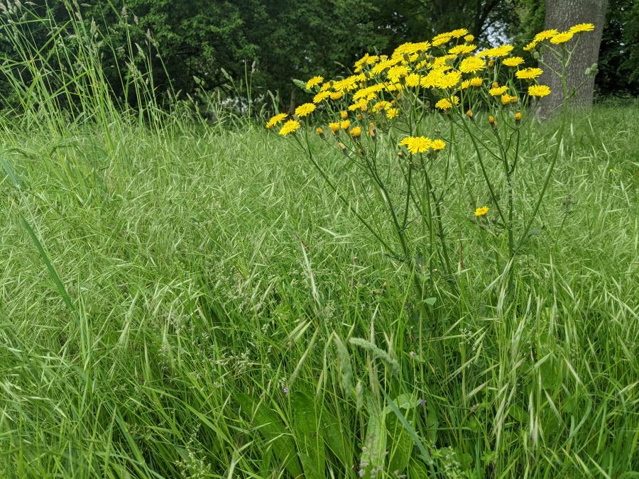 Flowers in Frank Banfield park